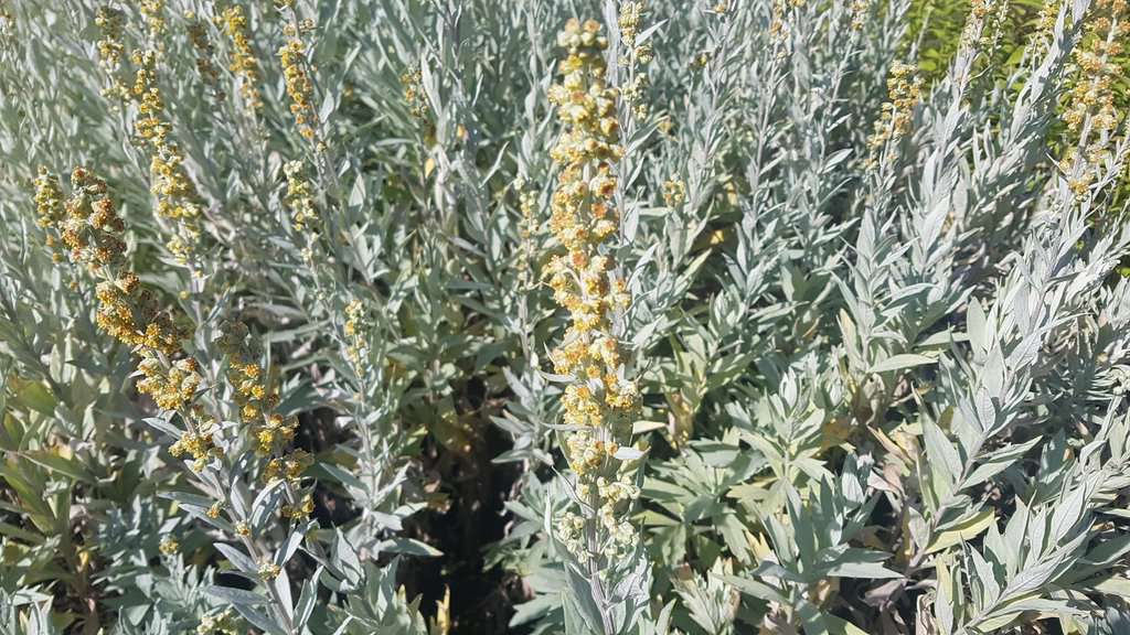 Artemisia ludoviciana 'Valerie Finnis' ---